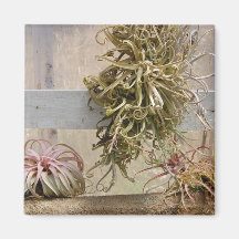 Tillandsia Magnete