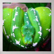 Toile de serpent vert posters