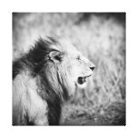 Toile enveloppée par lion toiles tendues