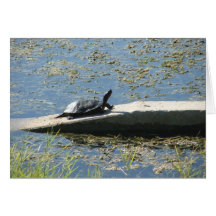 Tortue Cartes De Vœux