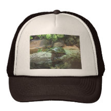 Tortue Casquette De Camionneur