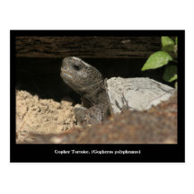 Tortue de Gopher sur la surveillance Cartes Postales
