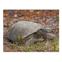Tortue de tortue de Gopher Carte Postale