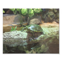 Tortue Photo Sur Toile