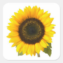 Tournesol Adhésifs