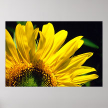 Tournesol Affiches