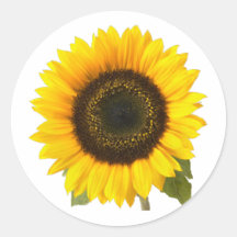 Tournesol Autocollant Rond