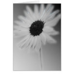 TOURNESOL BLANC CARTE