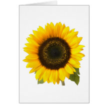 Tournesol Cartes De Vœux