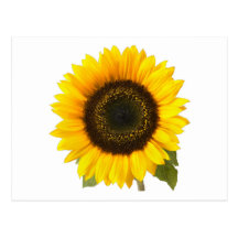 Tournesol Cartes Postales