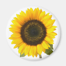 Tournesol Magnets