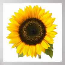 Tournesol Posters