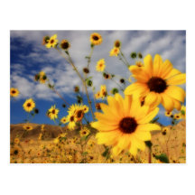 Tournesols Cartes Postales