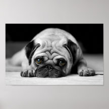 Trauriger Mops Plakat