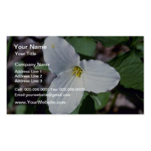 Trillium Grand-Fleuri blanc (Trillium Grandiflor Modèles De Cartes De Visite