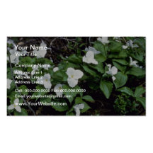 Trillium Grand-Fleuri blanc (Trillium Grandiflor Modèle De Carte De Visite