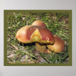 Trois champignons oranges posters