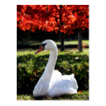 Trompeters-Schwan-indischer Sommer-Postkarte