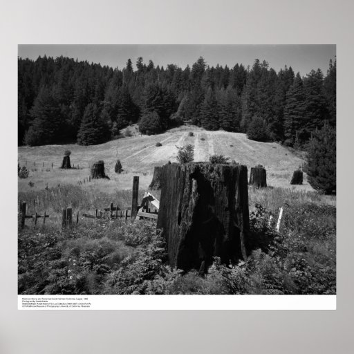 Tronçons d'arbre de séquoia et terre récupérée, 19 poster