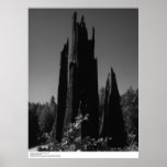 Tronçons d'arbre, la Californie du nord, août 1966 Poster