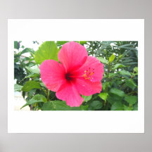 Tropische Blume Plakat