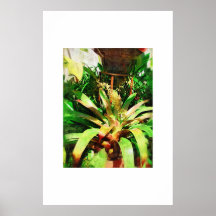Tropische Bromeliads Ölgemäldesammlung Posterdrucke