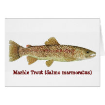 Truite de marbre cartes