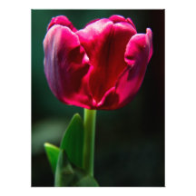Tulipe Photos Sur Toile
