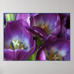 Tulipes pourpres vibrantes posters