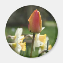 Tulpe - Blumen-Fotos Kühlschrankmagnete