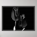 Tulpe durch Mitternacht Poster
