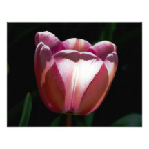 Tulpe Individuelle Ankündigskarten