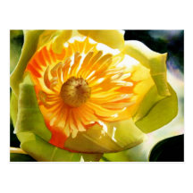 "Tulpe-Pappel-" Gelb-BlumeWatercolor Postkarten