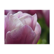 Tulpe-Postkarte | Tulpen Postkarte