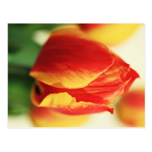 Tulpe Postkarten