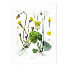 Tussilago farfara (Coltsfoot) Postkarten