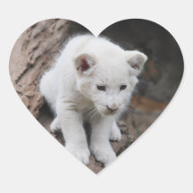 Un lion mignon de blanc de bébé adhésif