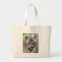 Un petit chaton mignon de Lynx de Canadien Sac