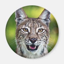 Un Sibérien de sourire Lynx Magnets Pour Réfrigérateur