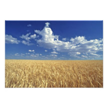 USA, Washington-Staat, Colfax. Reifer Weizen Kunst Fotos