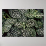 Usine de nerf de plante posters
