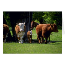 Vaches Cartes De Vœux