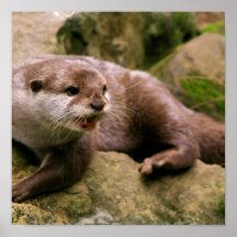 Verärgertes Otter-Plakat