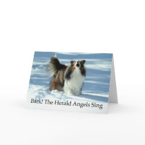 Verkünder Sheltie
