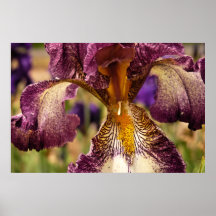 Vertraute Iris Posterdruck