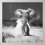 Vieil éléphant posters