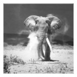 Vieille photo d'éléphant