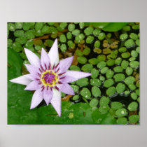 Violettes Waterlily Plakat