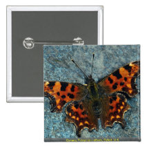 Virgule, c-album de Polygonia, Dyfed, R-U Pin's Avec Agrafe