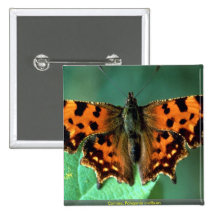Virgule, c-album de Polygonia Pin's